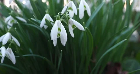 Snowdrop Flower Swaying Gently in park with Birdsong Stock Footage 340108754