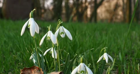 Snowdrop Flower Swaying Gently in a park with Birdsong Stock Footage 340109116