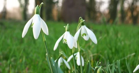 Snowdrop Flower Swaying Gently in a park with Birdsong Stock Footage 340116085