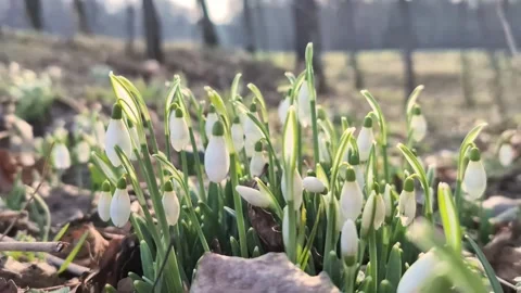 Snowdrop flowers bloom in the forest Video stock 302179518