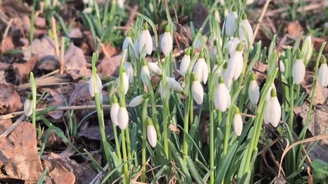 Snowdrop flowers bloom in the forest Video stock 302179523