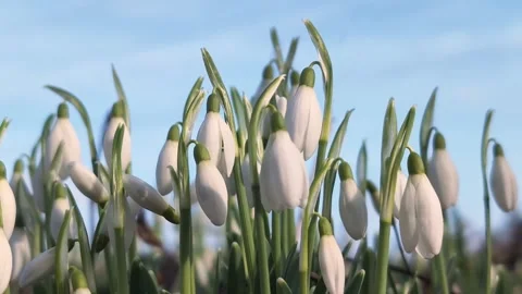 Snowdrop flowers bloom in the forest under a clear sky Stock Footage 302179507