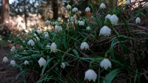 Snowdrop flowers blooming in early spring. Nature awakening, growth Stock Footage 331983223