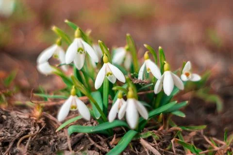 Snowdrop flowers blooming in early spring in a forest setting Stock Photos