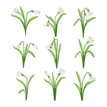 Snowdrop flowers blooming representing spring botanical elements Stock Illustration