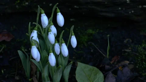 Snowdrop flowers blossoming in Winter Stock Footage 230277596