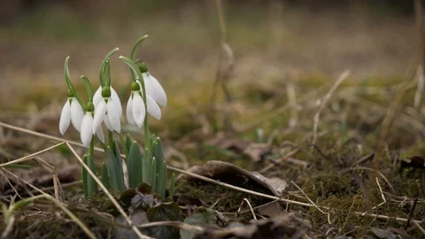 Snowdrop Flowers Camera Pan 4K Video stock 102368702