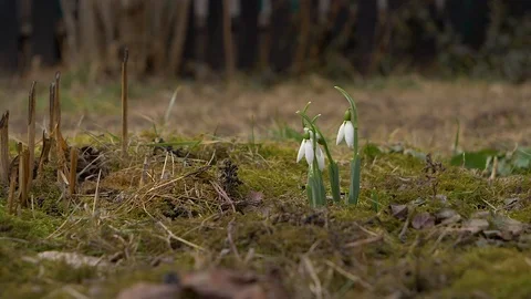 Snowdrop Flowers Camera Pan Video stock 102368698