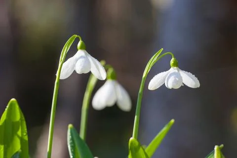 Snowdrop Flowers Covered in Dew Stock-Fotos