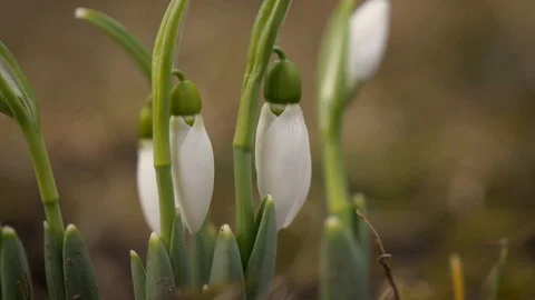 Snowdrop flowers in early Spring focus transition 4K Video stock 102368704