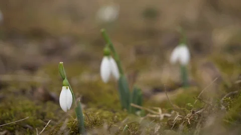 Snowdrop flowers in early Spring focus transition 4K Video stock 102368709