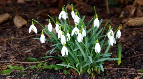Snowdrop flowers in early spring Stock Footage 49096700