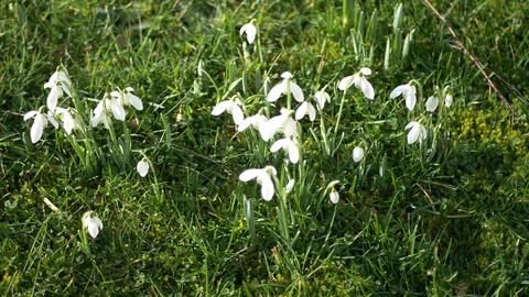 Snowdrop flowers in early spring 스톡 동영상 124148521