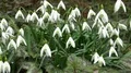Snowdrop flowers flowerbed close up dolly shot 4k 4k or 4k+ Resolution