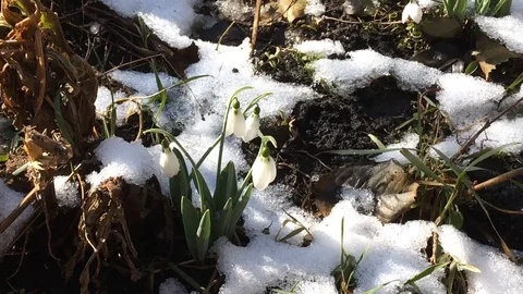 Snowdrop flowers Stock Footage 86196559