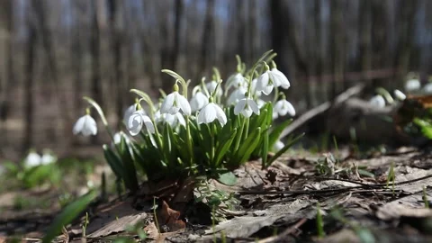 Snowdrop flowers in the forest Video stock 169162174
