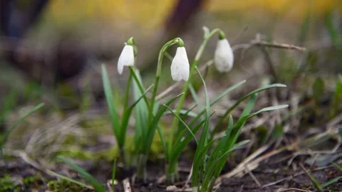 Snowdrop flowers in forest Stock Footage 188806062