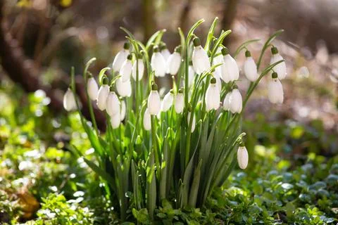 Snowdrop flowers in the forest. Stock Photos
