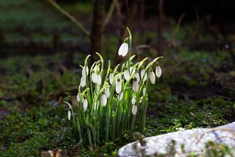 Snowdrop flowers in the forest. Stock Photos