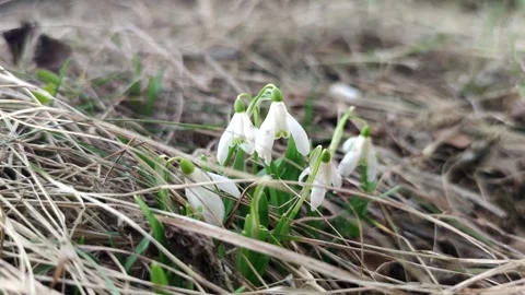 Snowdrop flowers on ground Stock Footage 282818053