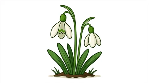 Snowdrop flowers isolated Stock-Footage 340290642