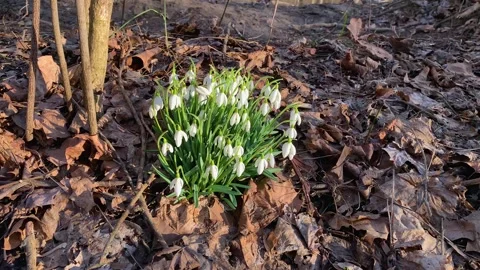Snowdrop Flowers at John Bryan State Park Yellow Springs Ohio USA Video stock 303916646
