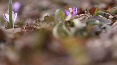 Snowdrop flowers lilac Stock Footage 61494584