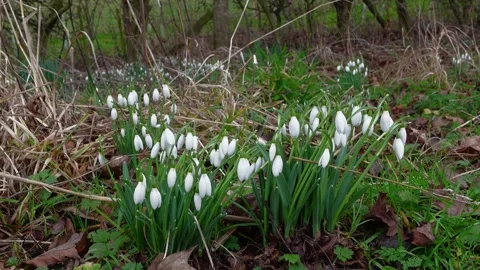 Snowdrop flowers moving in the wind in a garden Stock Footage 334193176