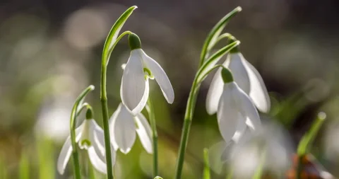 Snowdrop flowers opening time lapse. Видео 133559403