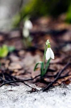 Snowdrop flowers Stock Photos