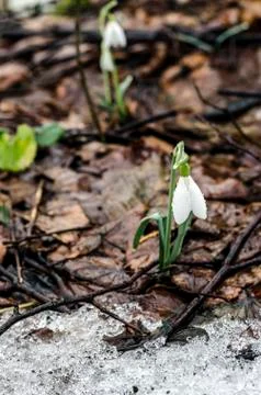 Snowdrop flowers Stock Photos