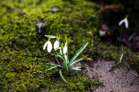Snowdrop flowers Stock-Fotos