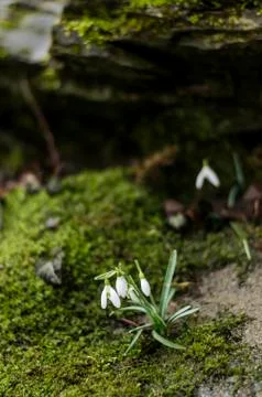 Snowdrop flowers Stock-Fotos