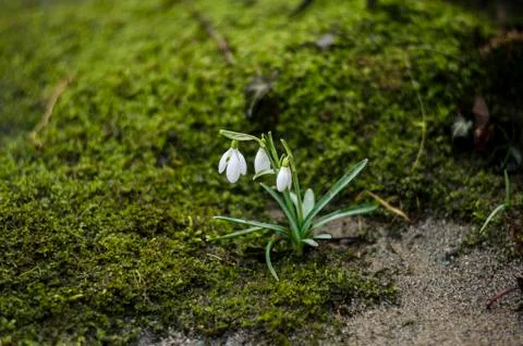 Snowdrop flowers Stock-Fotos