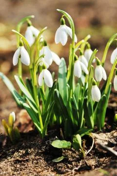 Snowdrop flowers Stock Photos