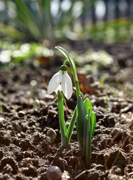 Snowdrop flowers Stock Photos