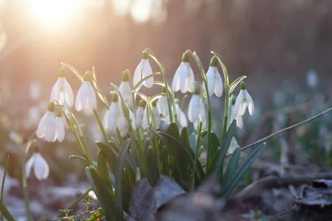 Snowdrop flowers Stock Photos
