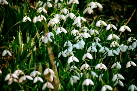 Snowdrop flowers Stock Photos