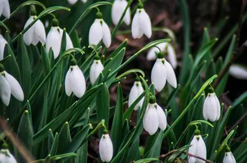Snowdrop flowers Stock Photos