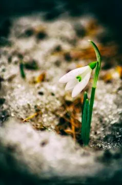 Snowdrop flowers Stock Photos