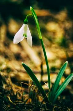 Snowdrop flowers Stock Photos