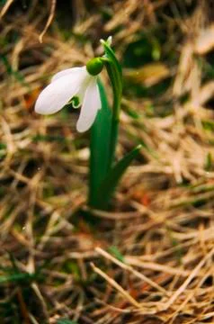 Snowdrop flowers Stock Photos