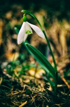 Snowdrop flowers Stock Photos