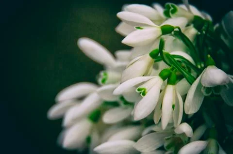 Snowdrop flowers Stock Photos