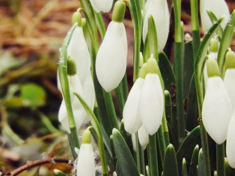 Snowdrop flowers Stock Photos