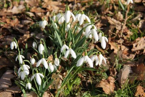 Snowdrop Flowers. Stock Photos