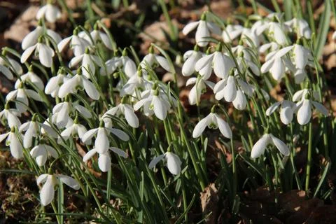 Snowdrop Flowers. Stock Photos
