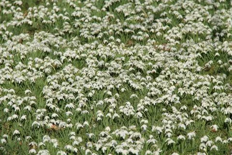 Snowdrop Flowers. Stock Photos