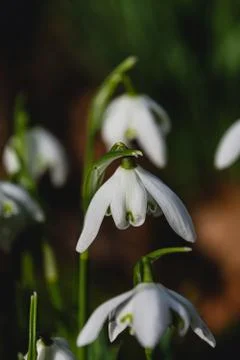 Snowdrop flowers Stock Photos