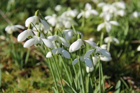 Snowdrop Flowers. Stock Photos